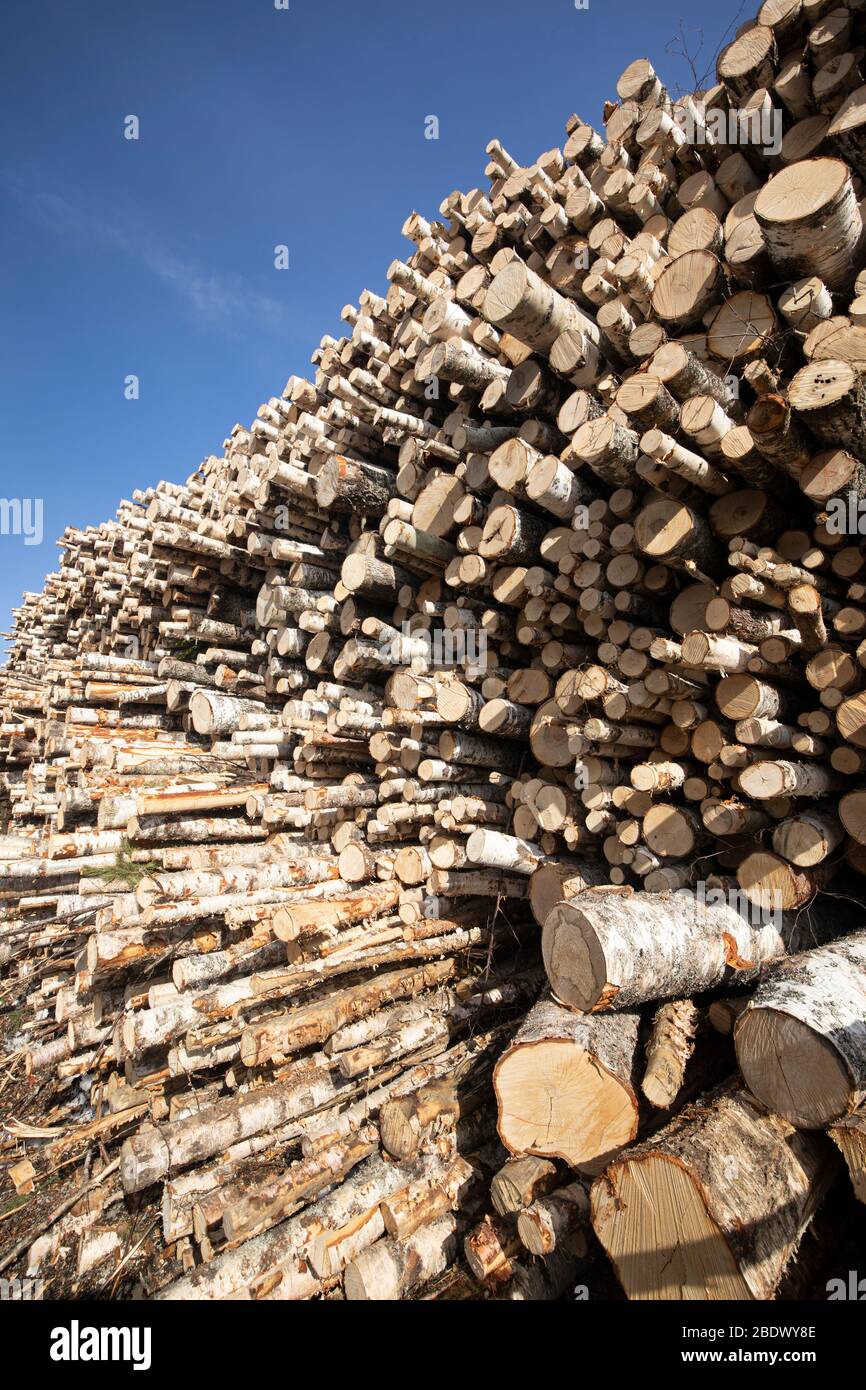 Kleine und mittelgroße Birkenstämme / Pflaumen ( Betula ), die auf den Transport warten, Finnland Stockfoto