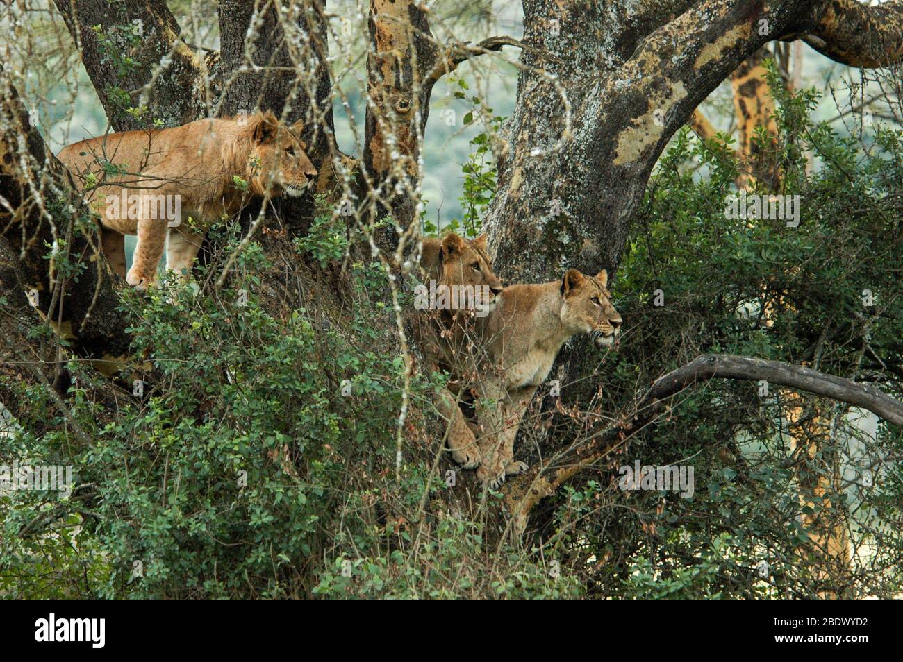 Wachsam und bedrohlich Löwinnen im Baum. Fotografiert im Lake Manyara National Park. Heimat der Baumkletterlöwen, Arusha, Tansania Stockfoto