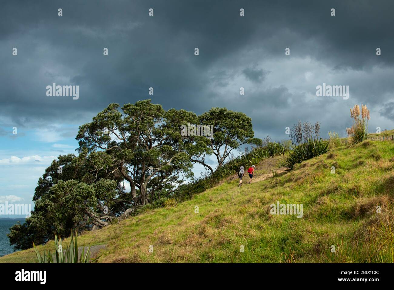 Long Bay Küstenwanderung mit großen Pohutukawa Bäumen, Auckland Stockfoto