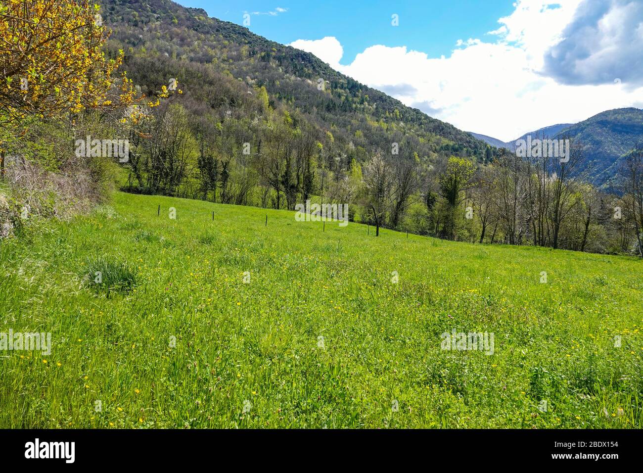 Grüne Frühlingswiese in den Bergen, Ornolac Ussat les Bains, Ariege, Französische Pyrenäen, Frankreich Stockfoto