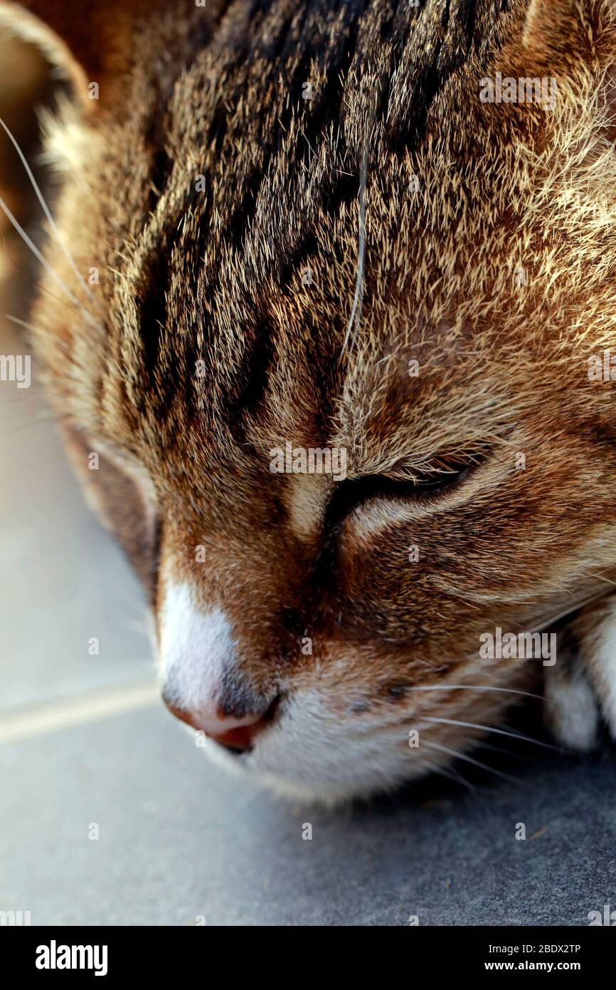 Katze auf Schieferfliesen auf der Terrasse liegend. Stockfoto