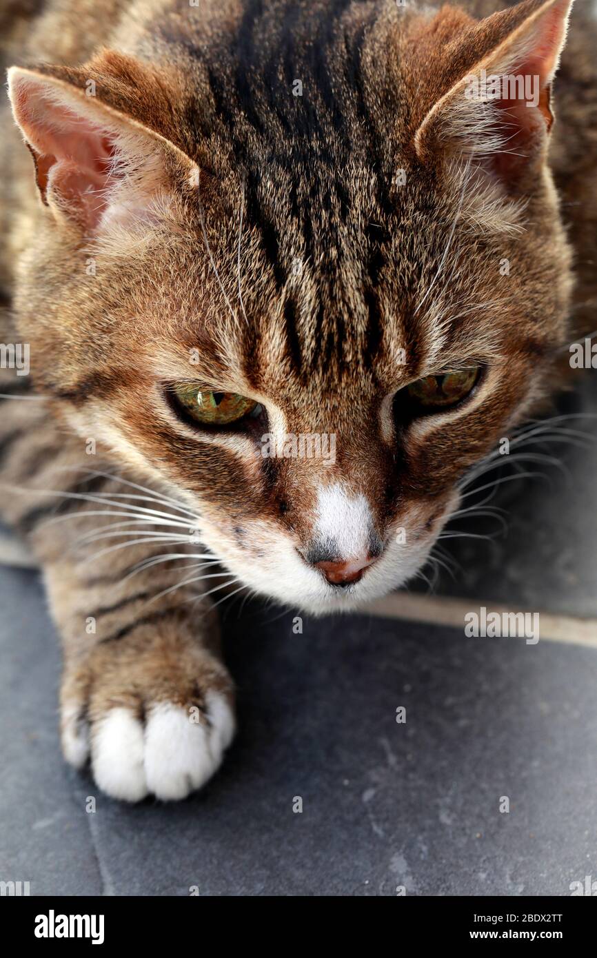 Katze auf Schieferfliesen auf der Terrasse liegend. Stockfoto