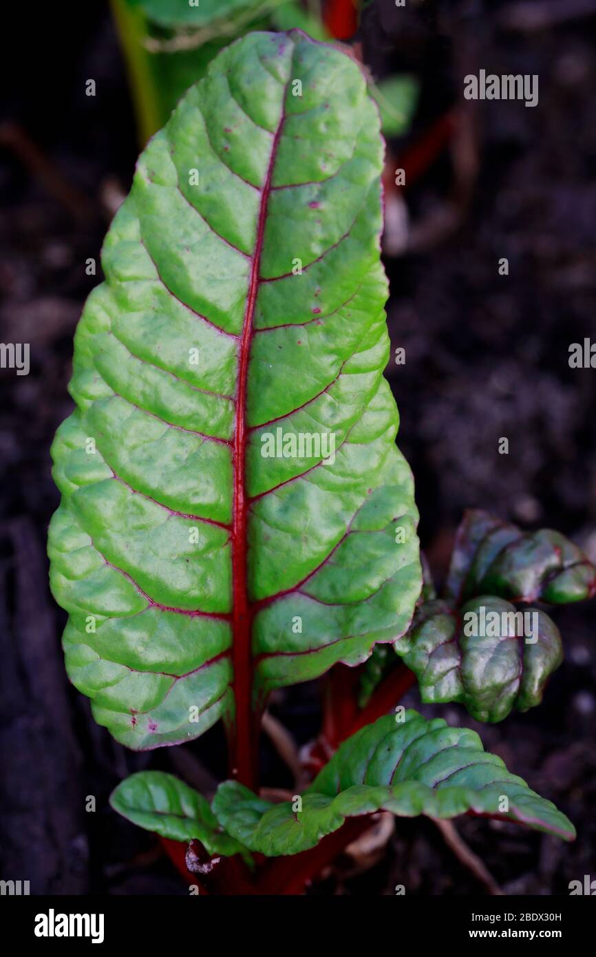 Regenbogen-Chard Pflanze in Pflanzgefäß. Stockfoto