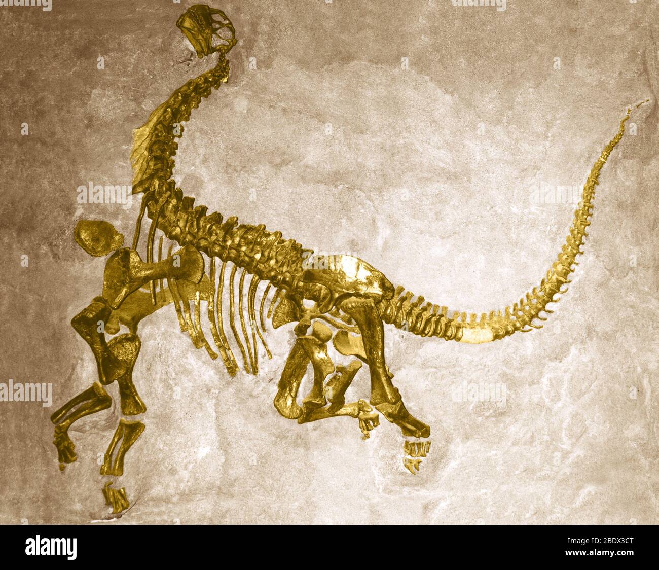 Junges Dinosaurier-Skelett Stockfoto