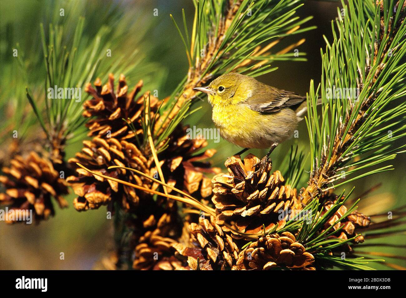 Pine Warbler Stockfoto