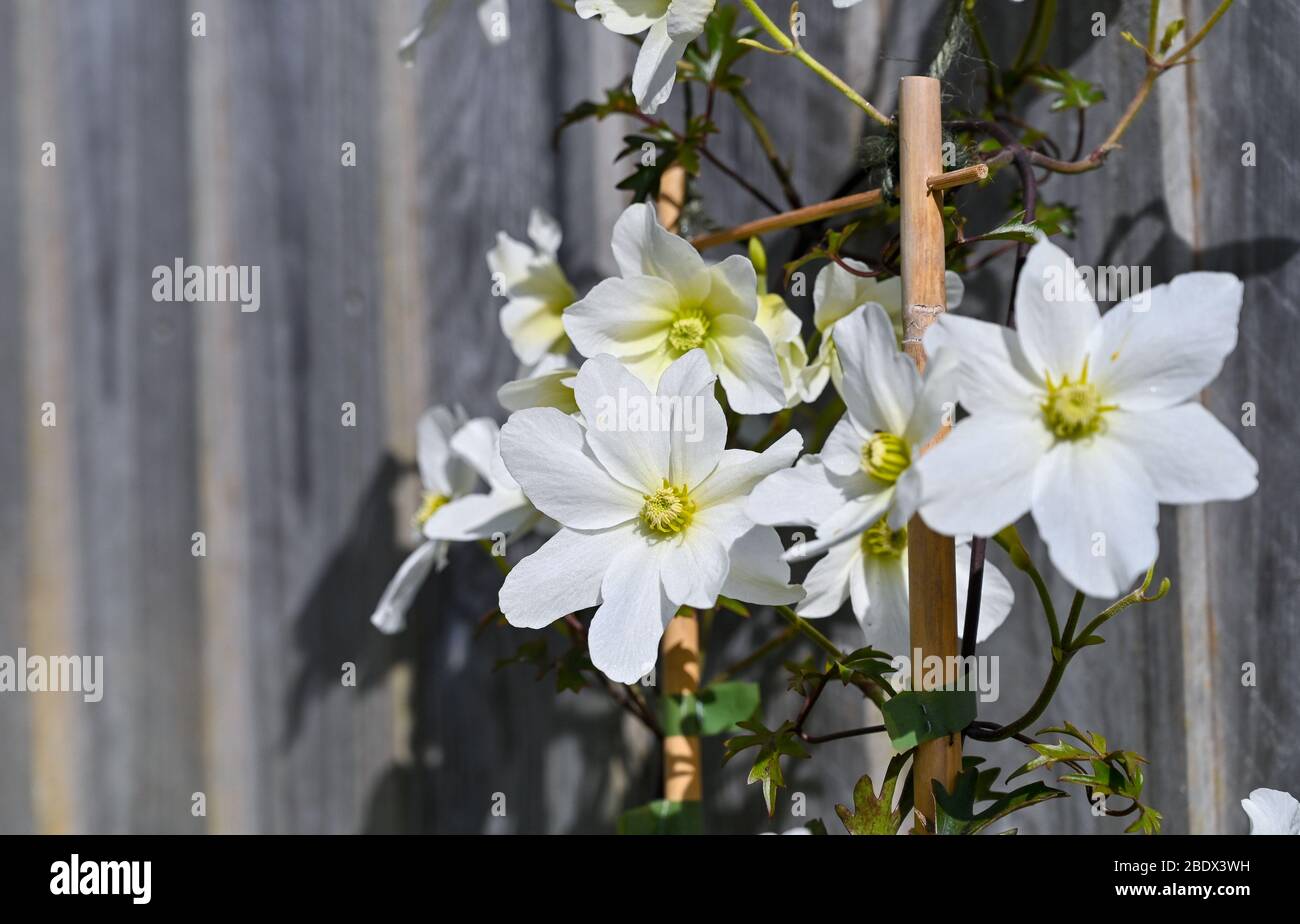 Clematis Avalanche cartmanii in Brighton Garten mit sonnigen Aspekt Stockfoto