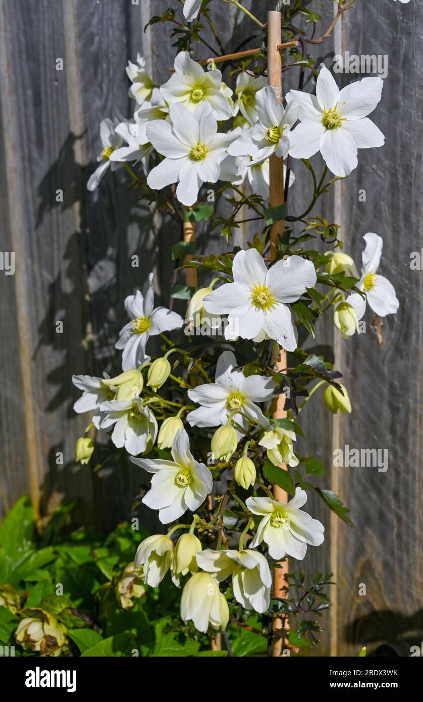 Clematis Avalanche cartmanii in Brighton Garten mit sonnigen Aspekt Stockfoto