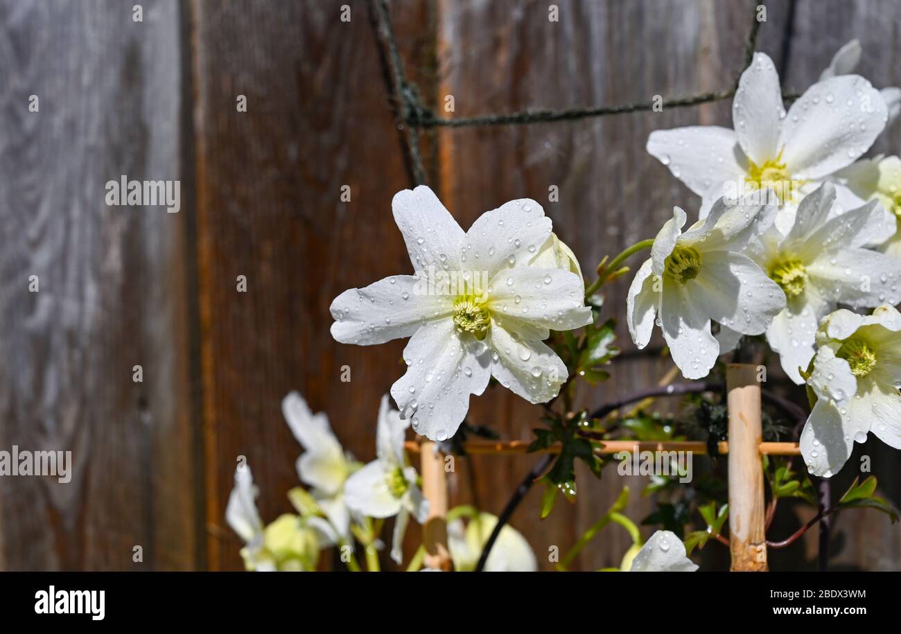Clematis Avalanche cartmanii in Brighton Garten mit sonnigen Aspekt Stockfoto