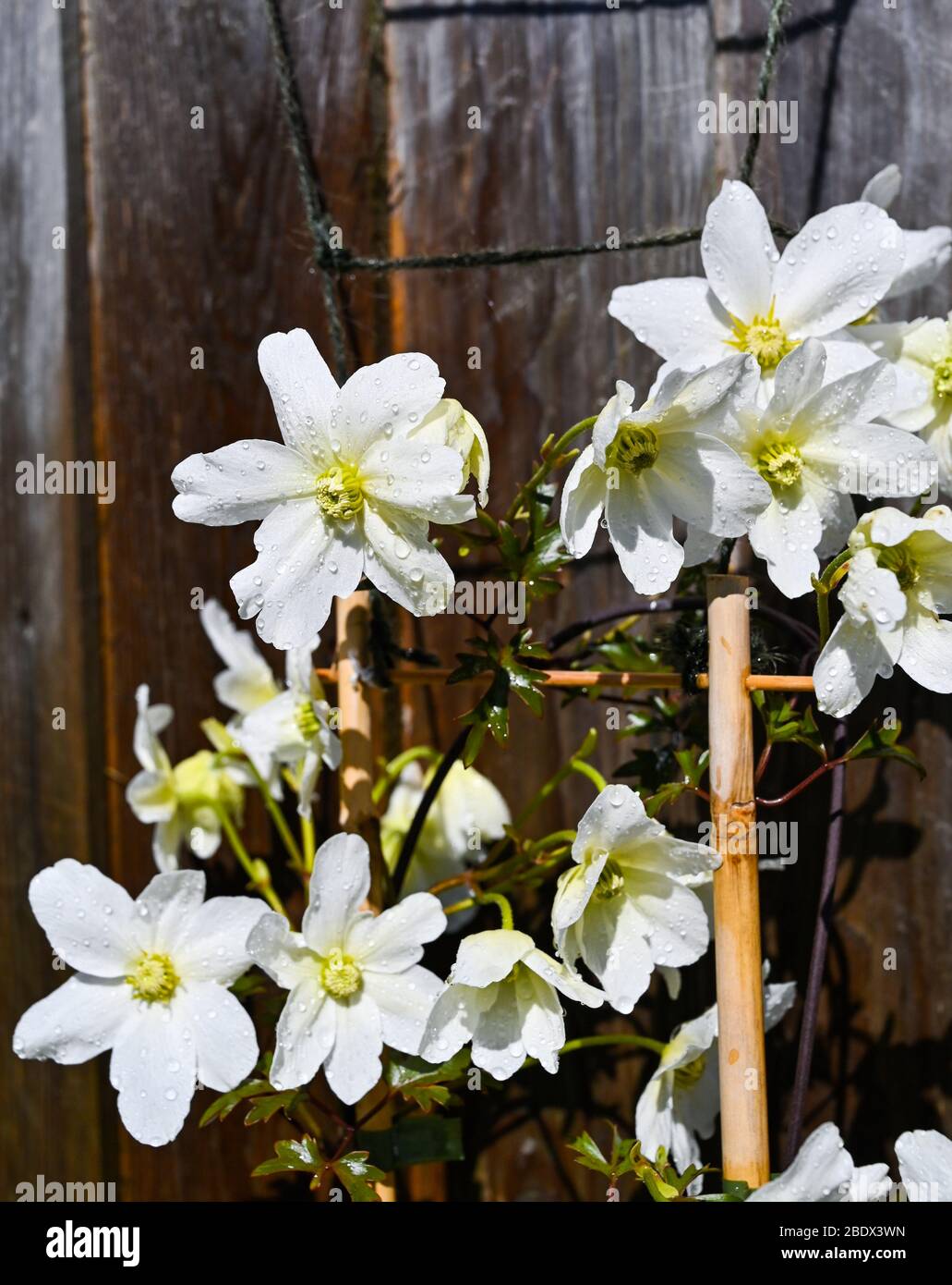 Clematis Avalanche cartmanii in Brighton Garten mit sonnigen Aspekt Stockfoto