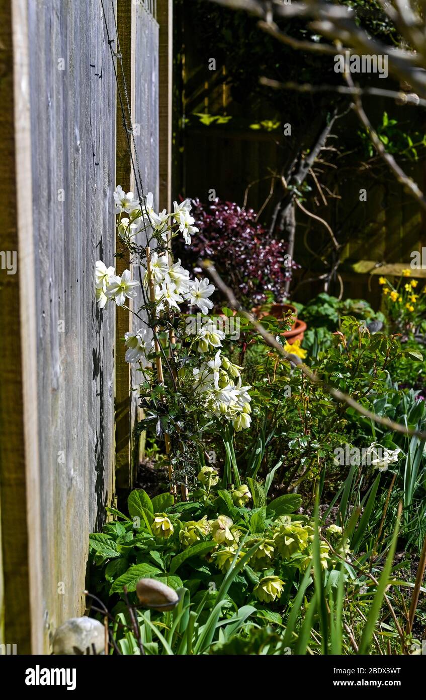 Clematis Avalanche cartmanii in Brighton Garten mit sonnigen Aspekt Stockfoto