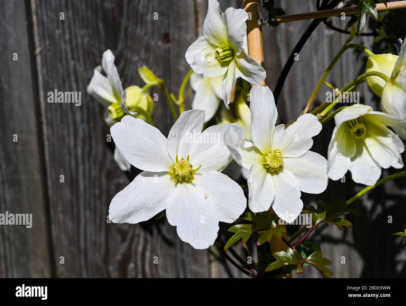 Clematis Avalanche cartmanii in Brighton Garten mit sonnigen Aspekt Stockfoto