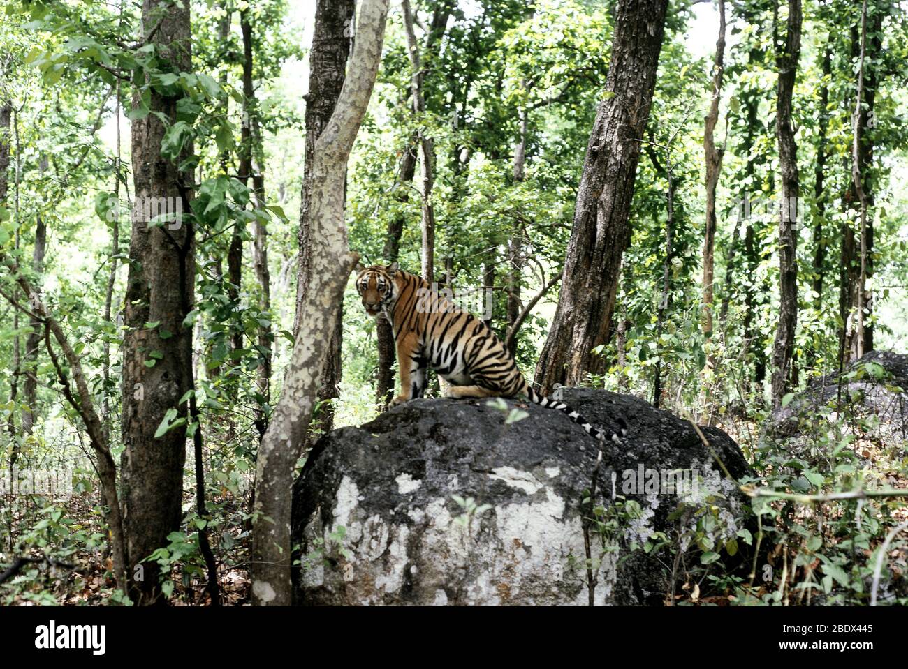 Bengal Tiger Stockfoto