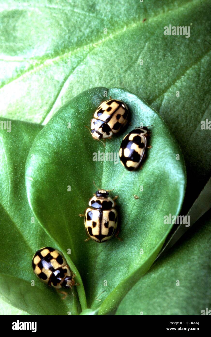 Käferdame Stockfoto