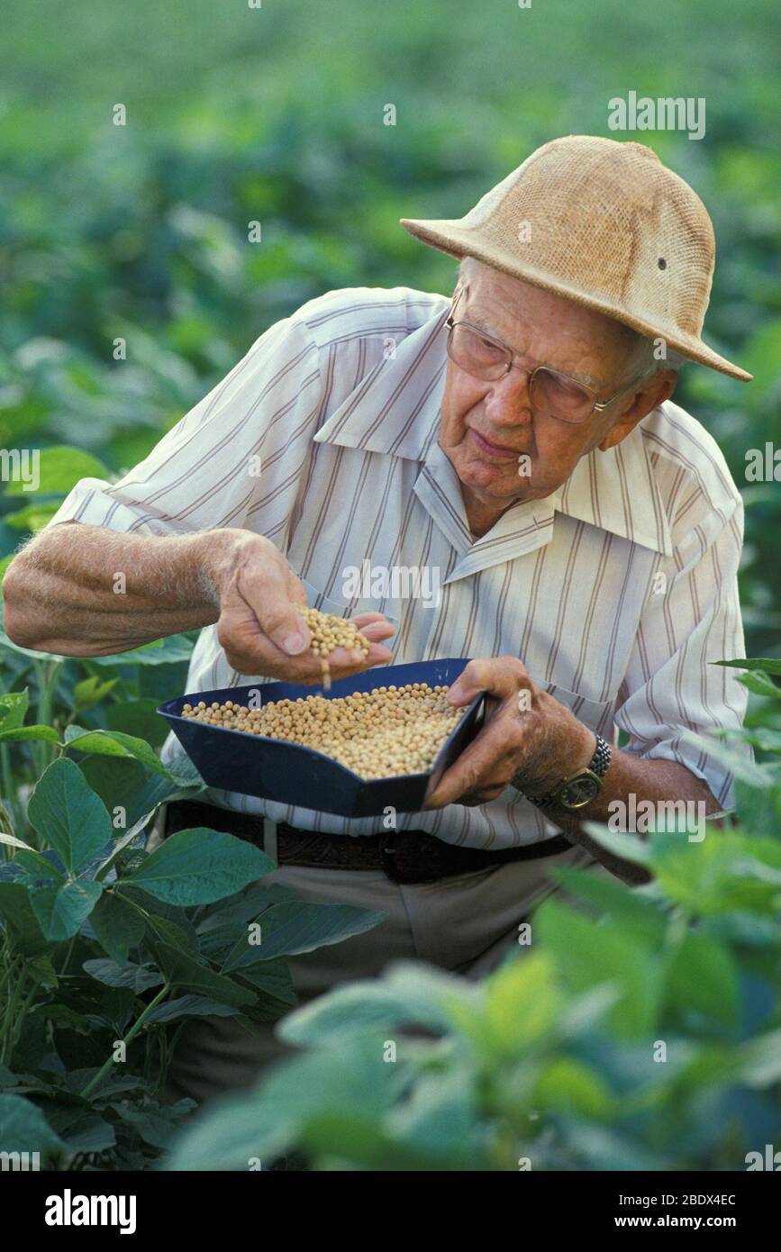 Der Sojabohnenarzt Stockfoto