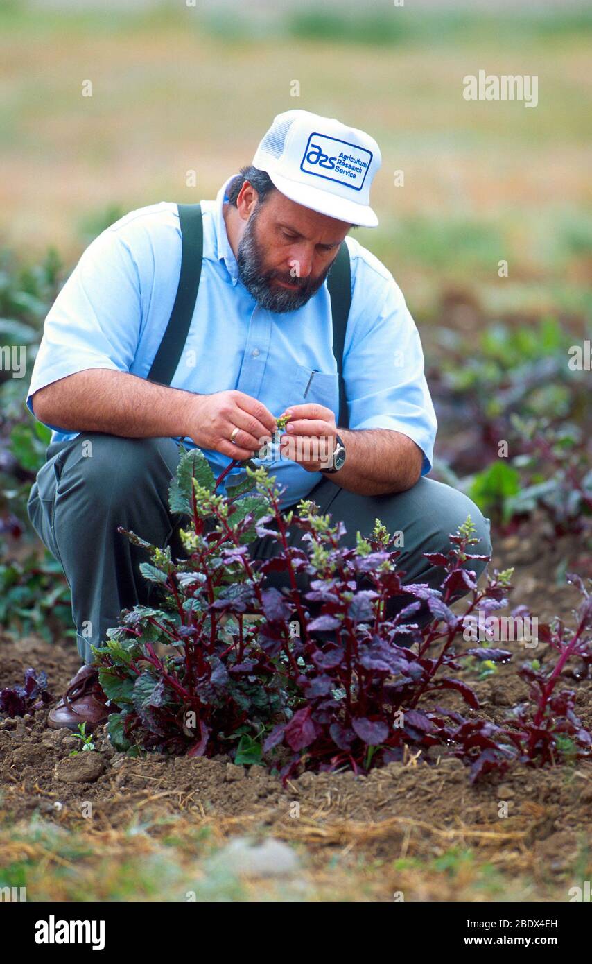 Pflanzengenetiker Stockfoto