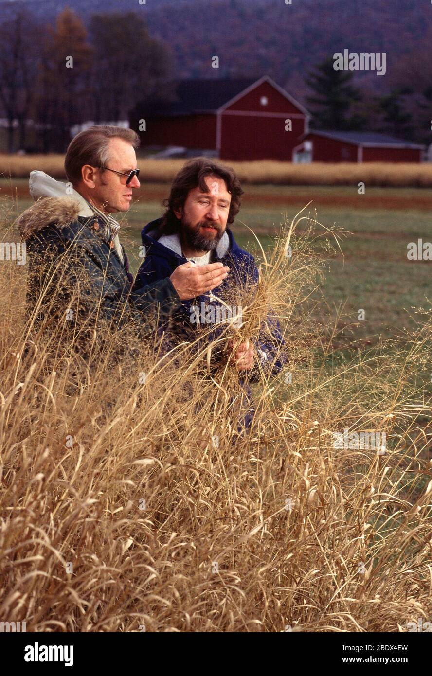 Verbesserung der Rippariepufferzonen in der Nähe von Bächen Stockfoto