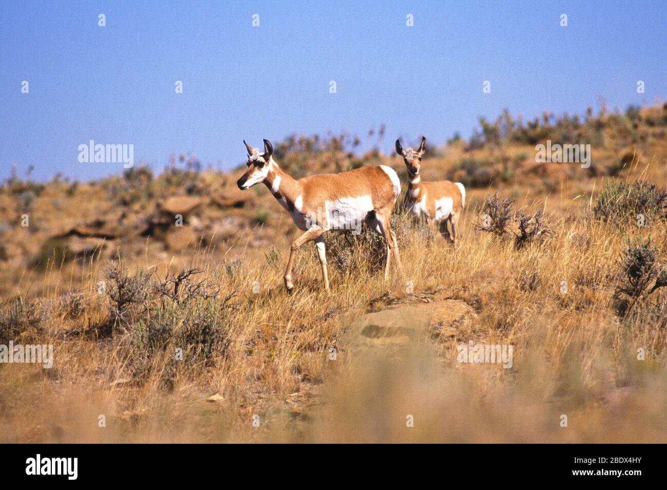 Pronghorn Antilope Stockfoto