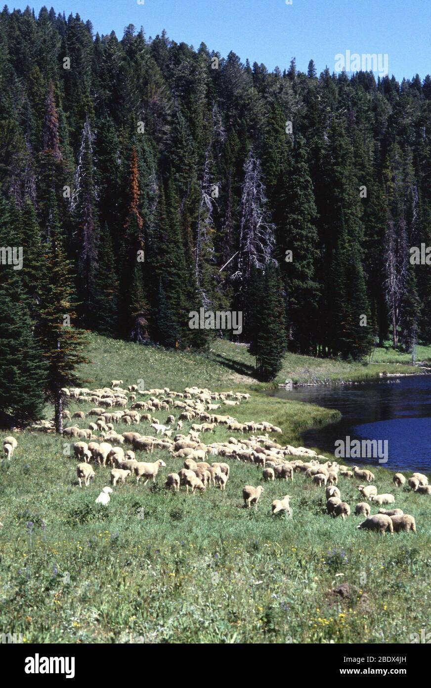 Grasende Schafe Stockfoto