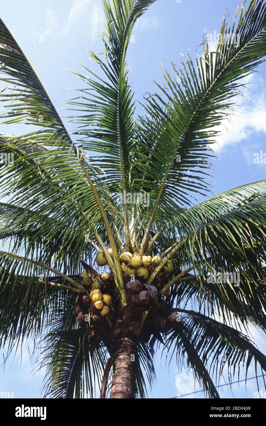 Manila Zwerg Kokosnuss Palme Stockfoto