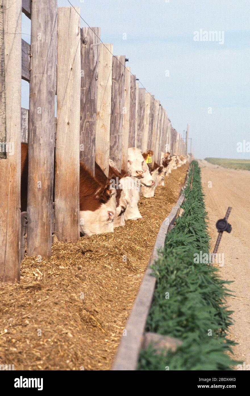 Rinderfütterung Stockfoto