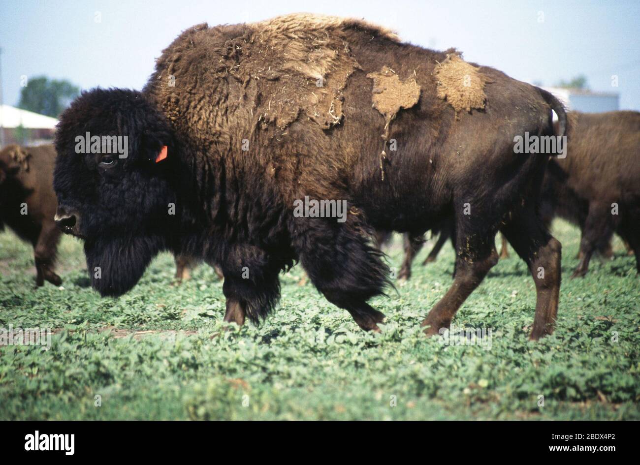 Bison Stockfoto