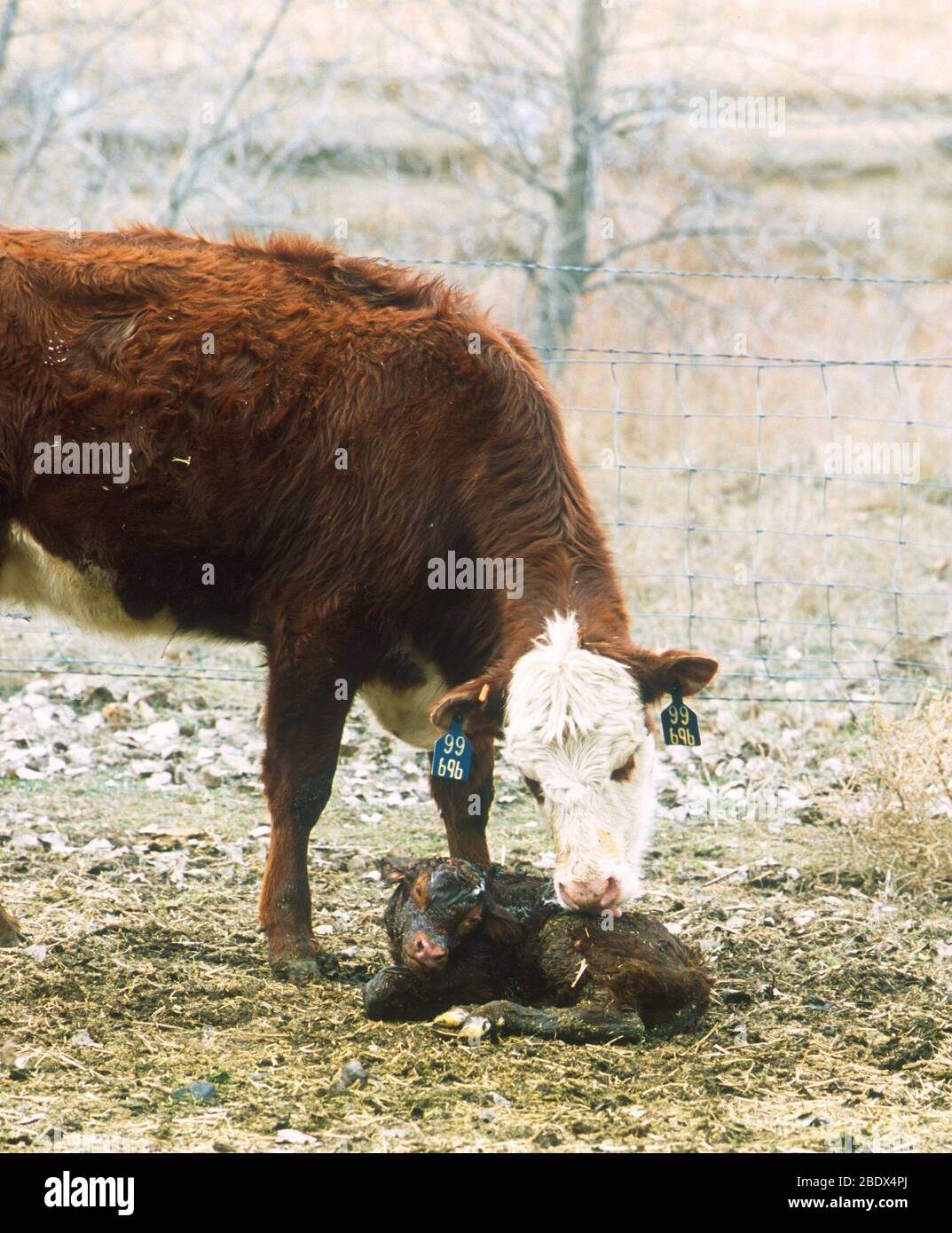 Kuh mit Neugeborenen Kalb Stockfoto