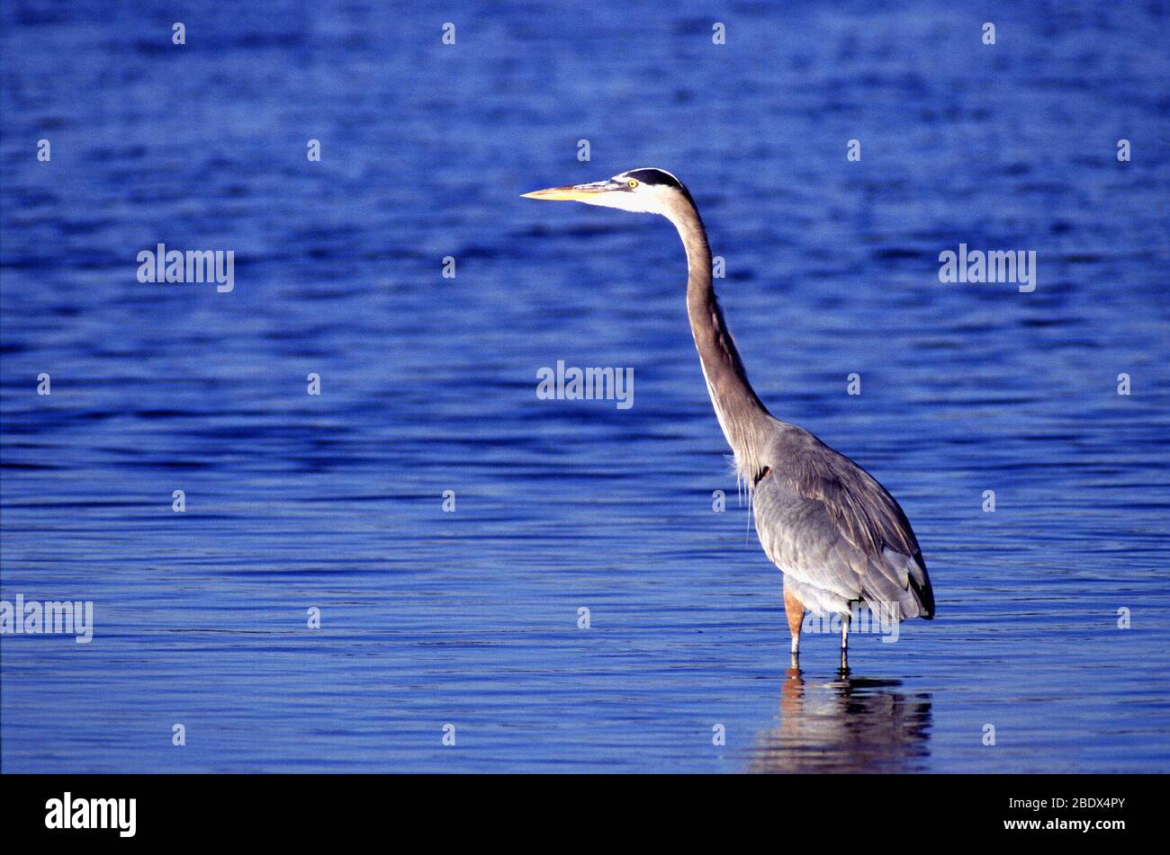 Großer Graureiher Stockfoto