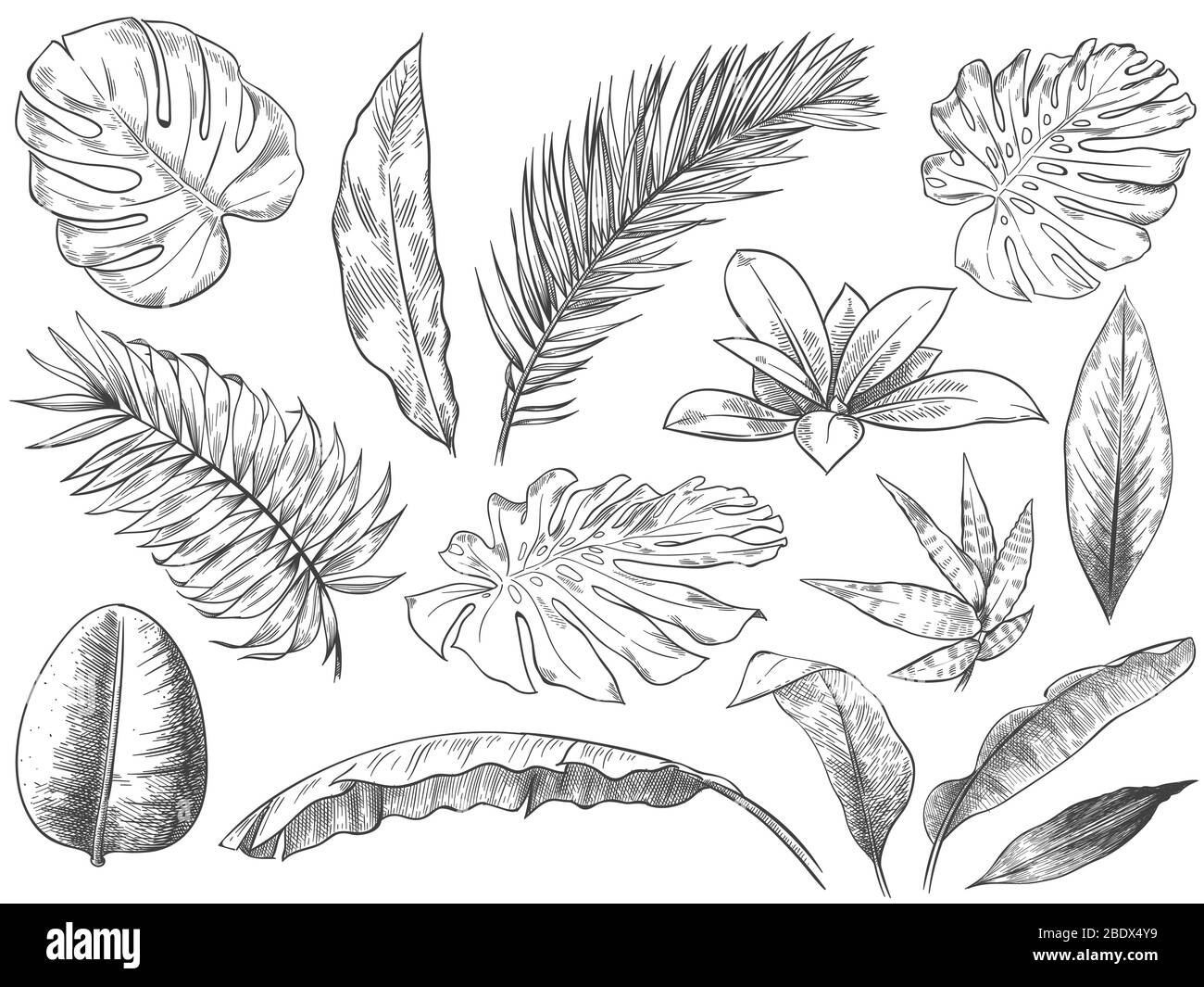 Handgezeichnete tropische Blätter. Skizze tropische Pflanzen Blätter, Hand gezeichnet exotischen floralen Blatt Vektor Illustration Set Stock Vektor