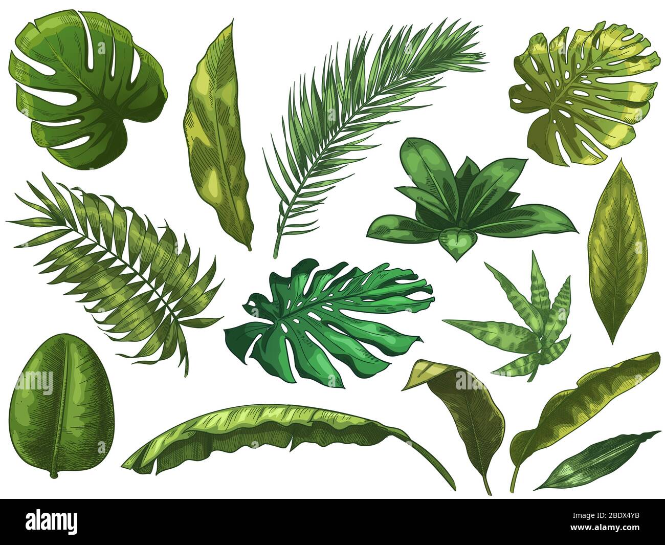 Grüne tropische Blätter. Hand gezeichnet Regenwald Natur Blatt, Farbe  skizziert Monstera Blätter Vektor-Illustration Set Stock-Vektorgrafik -  Alamy