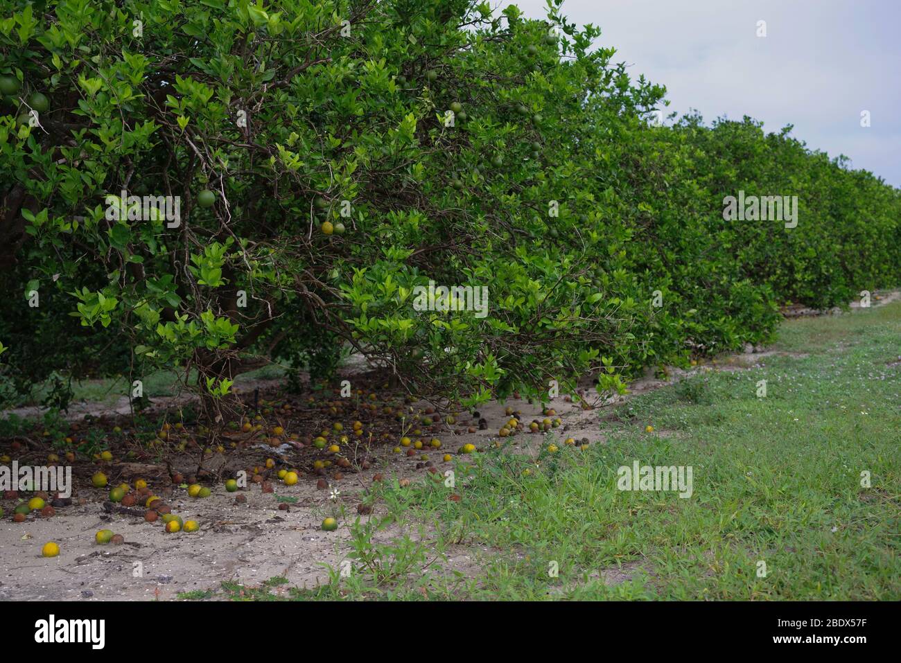 Hurrikan Schaden für Orangen Stockfoto