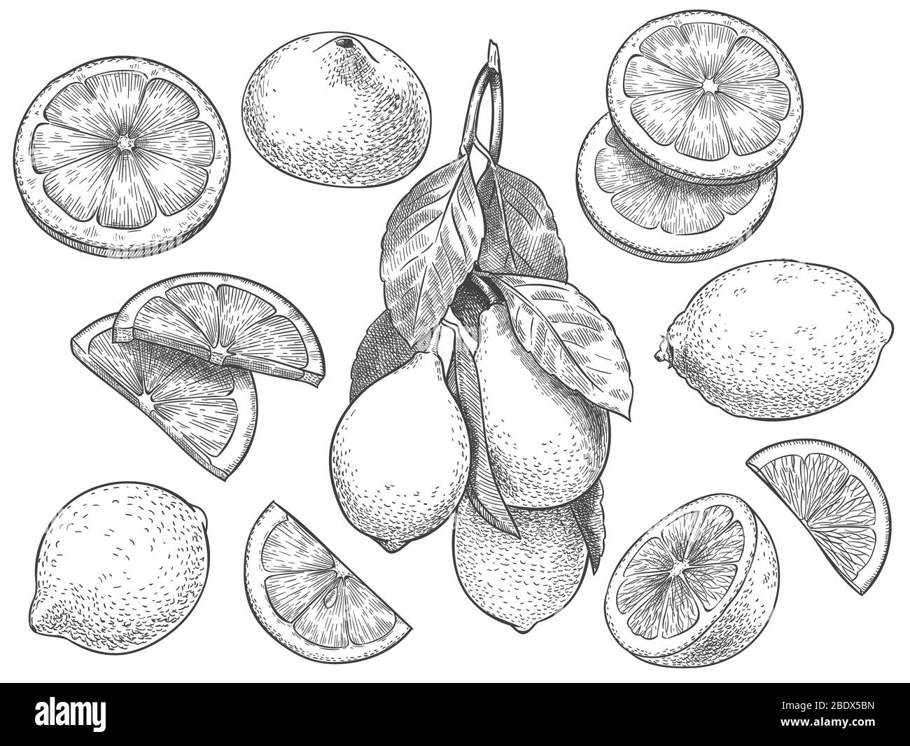 Zitrone skizzieren. Hand gezeichnet geschnittene Zitronen, Zitrusfrüchte mit Blättern und einer halben Zitrone Vektor-Illustration-Set Stock Vektor