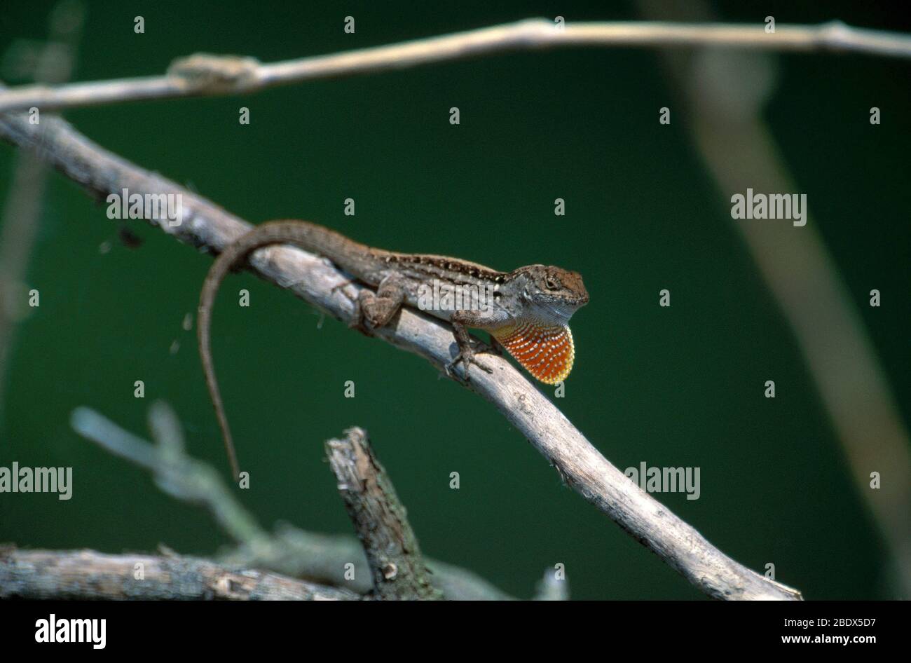 Anzeige Des Anole Courtship Stockfoto