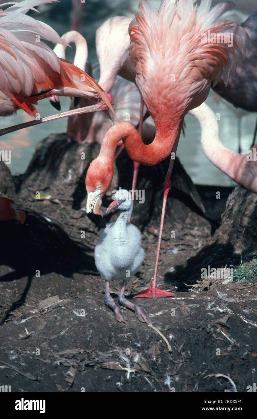 Amerikanischer Flamingo mit Küken Stockfoto