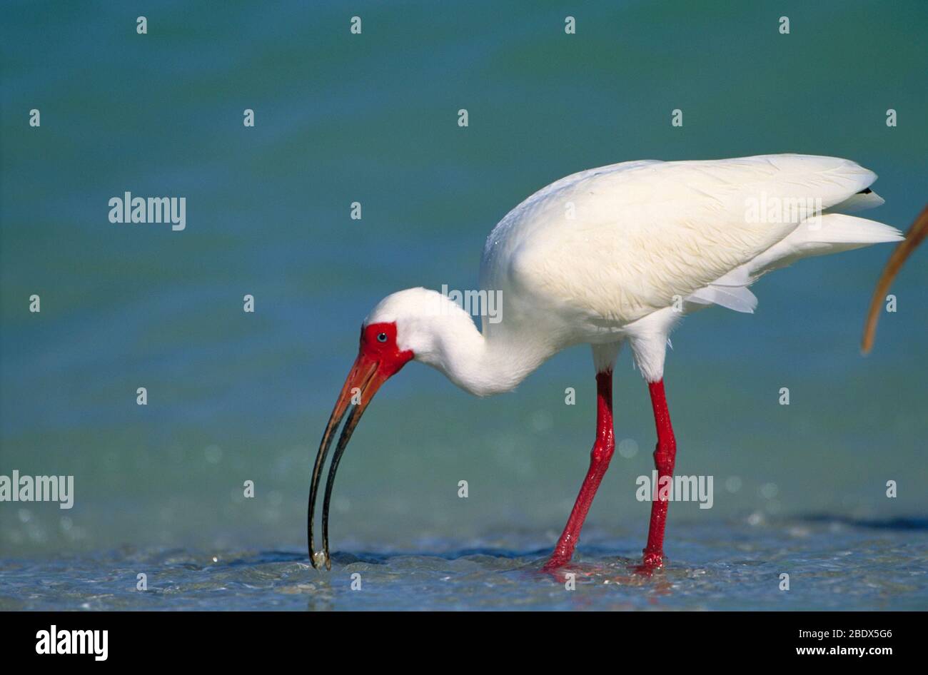 Weißer ibis Stockfoto