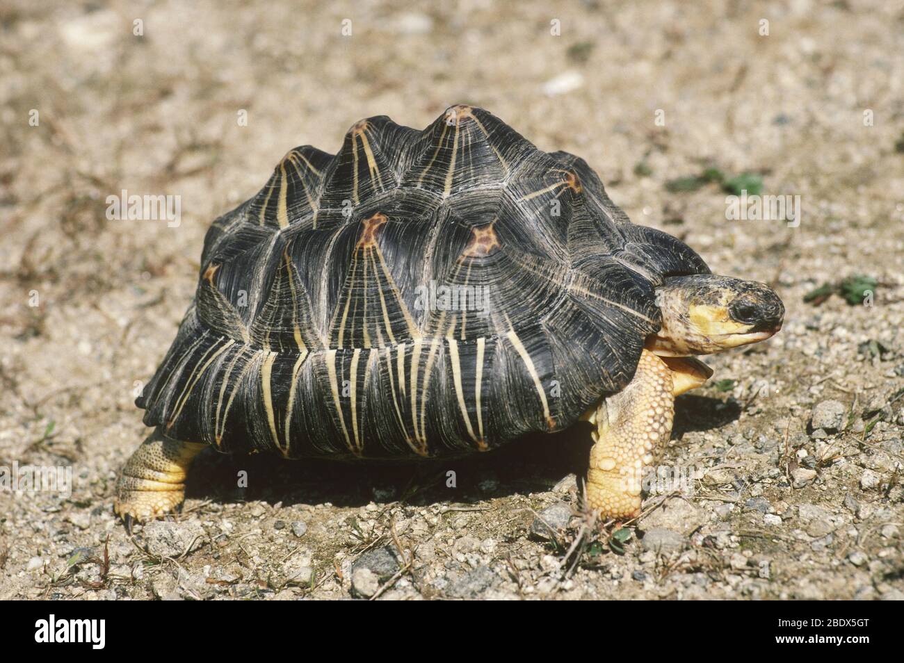 Ausgestorbene Schildkröte (Geochelone Radiata) Stockfoto
