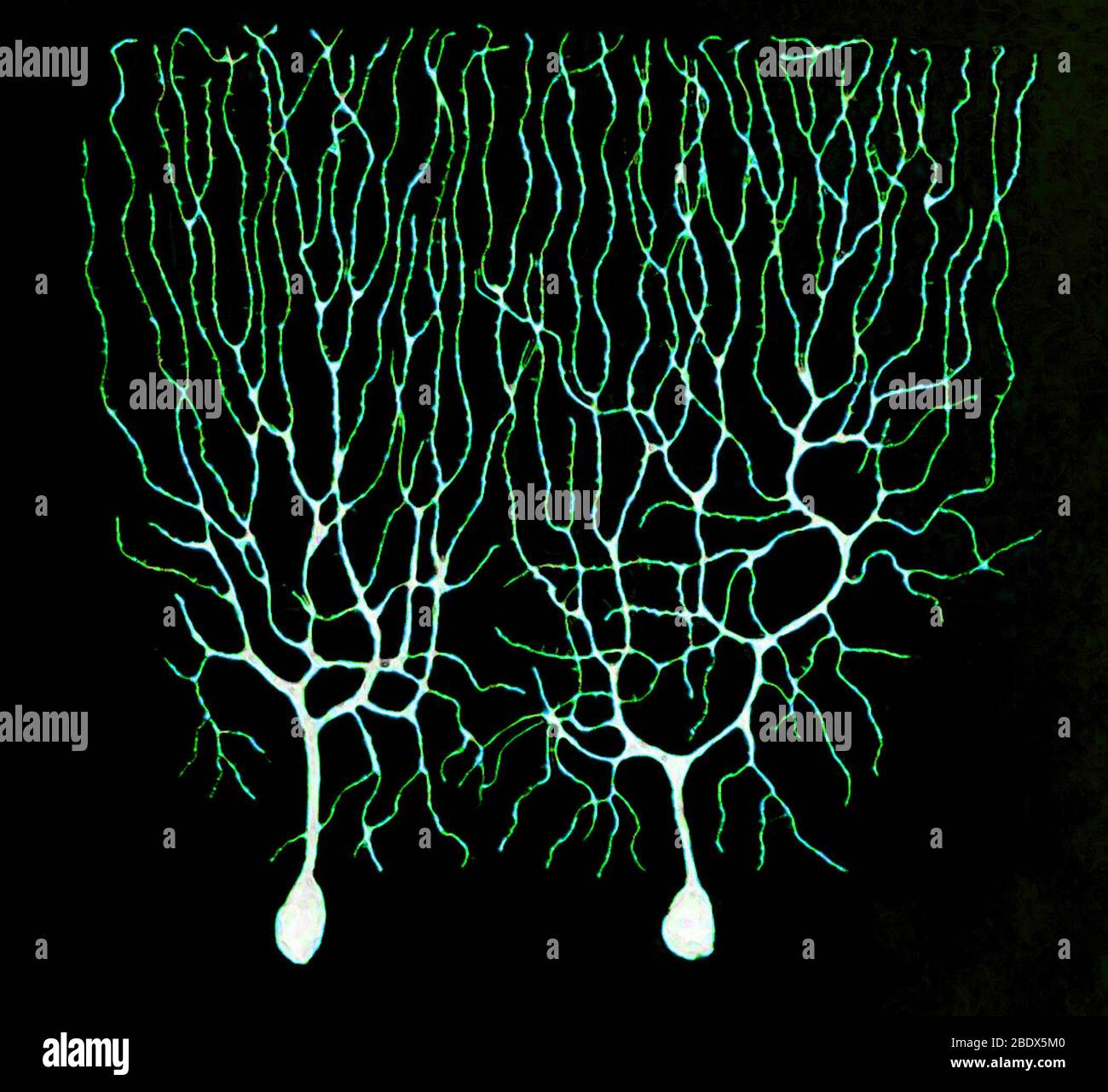 Purkinje Zellen auf Basis von Cajal Stockfoto