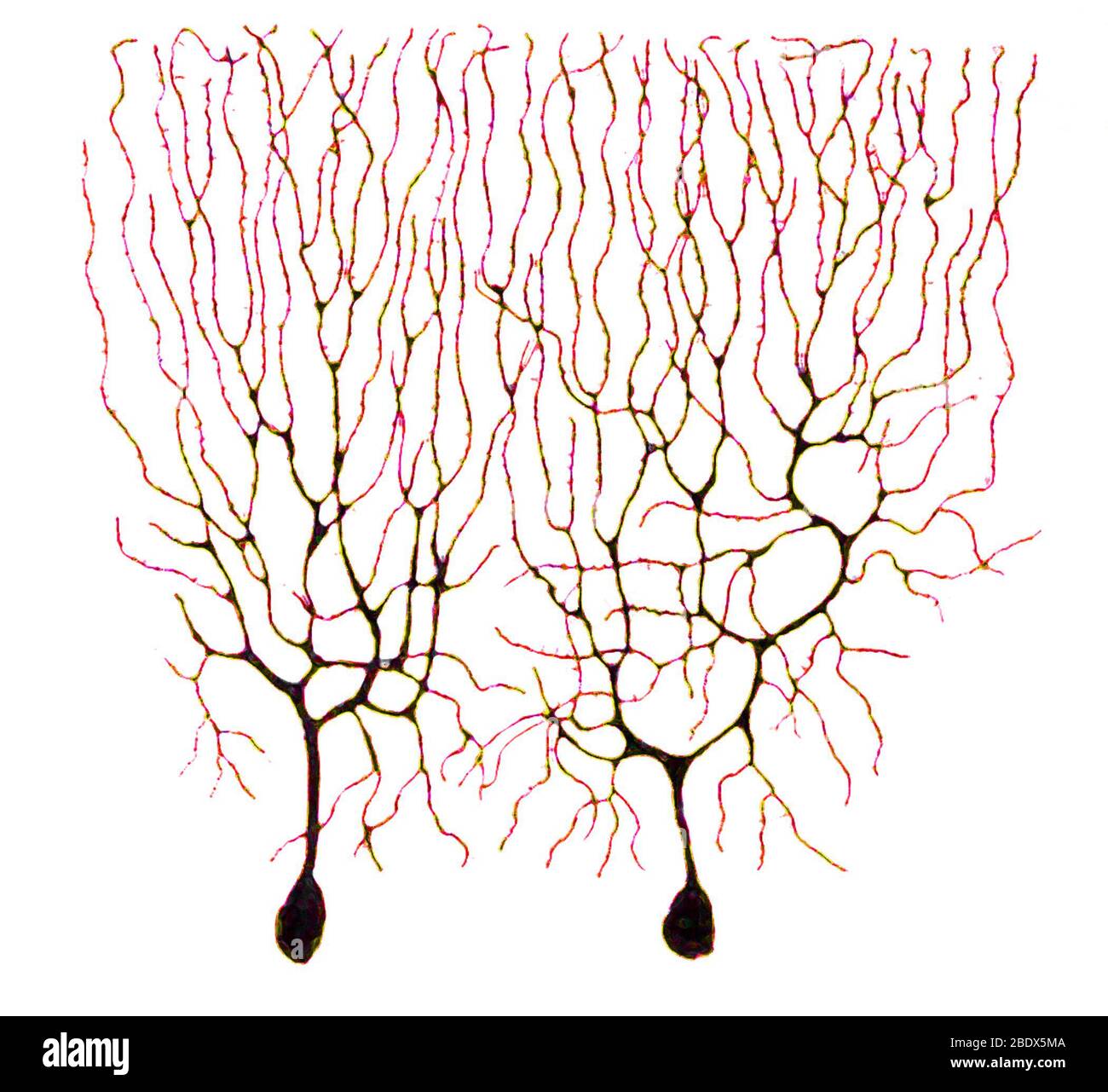 Purkinje Zellen auf Basis von Cajal Stockfoto