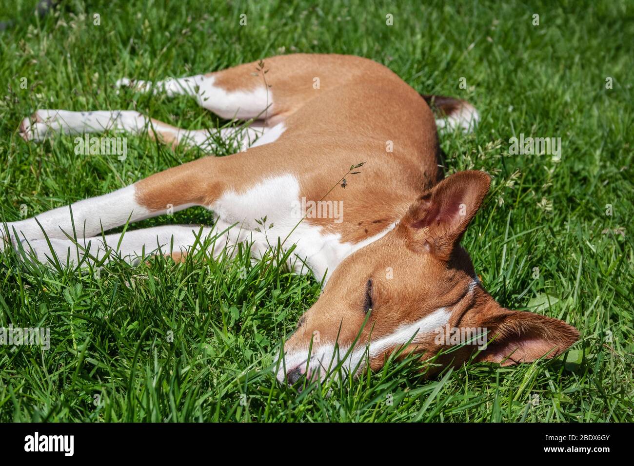Basenji-Hund liegt in der heißen Sommersonne in einem grünen Gras Stockfoto