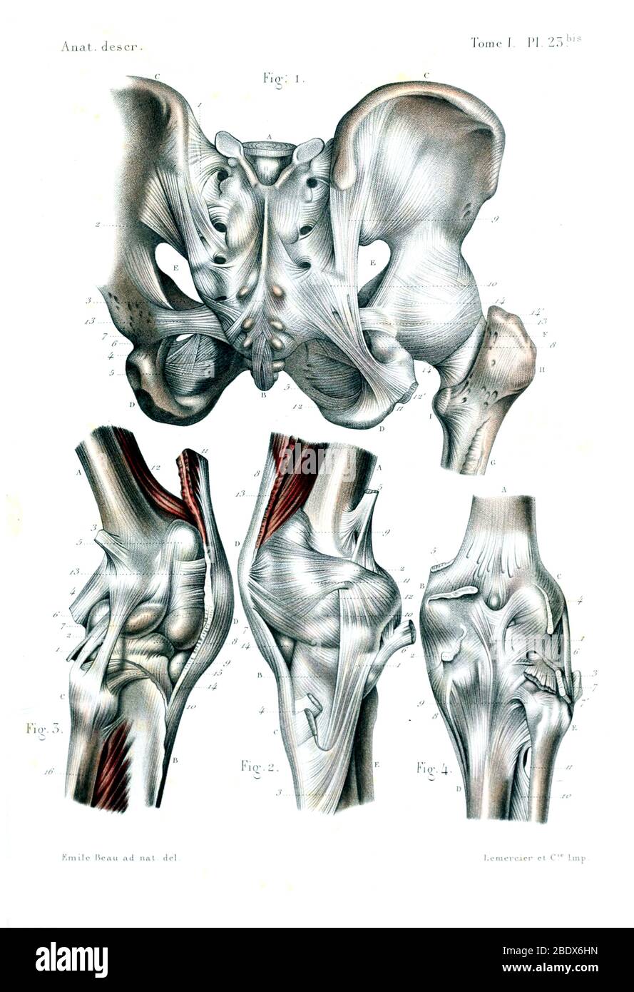 Menschliche Hüfte und Patella, 1844 Stockfoto