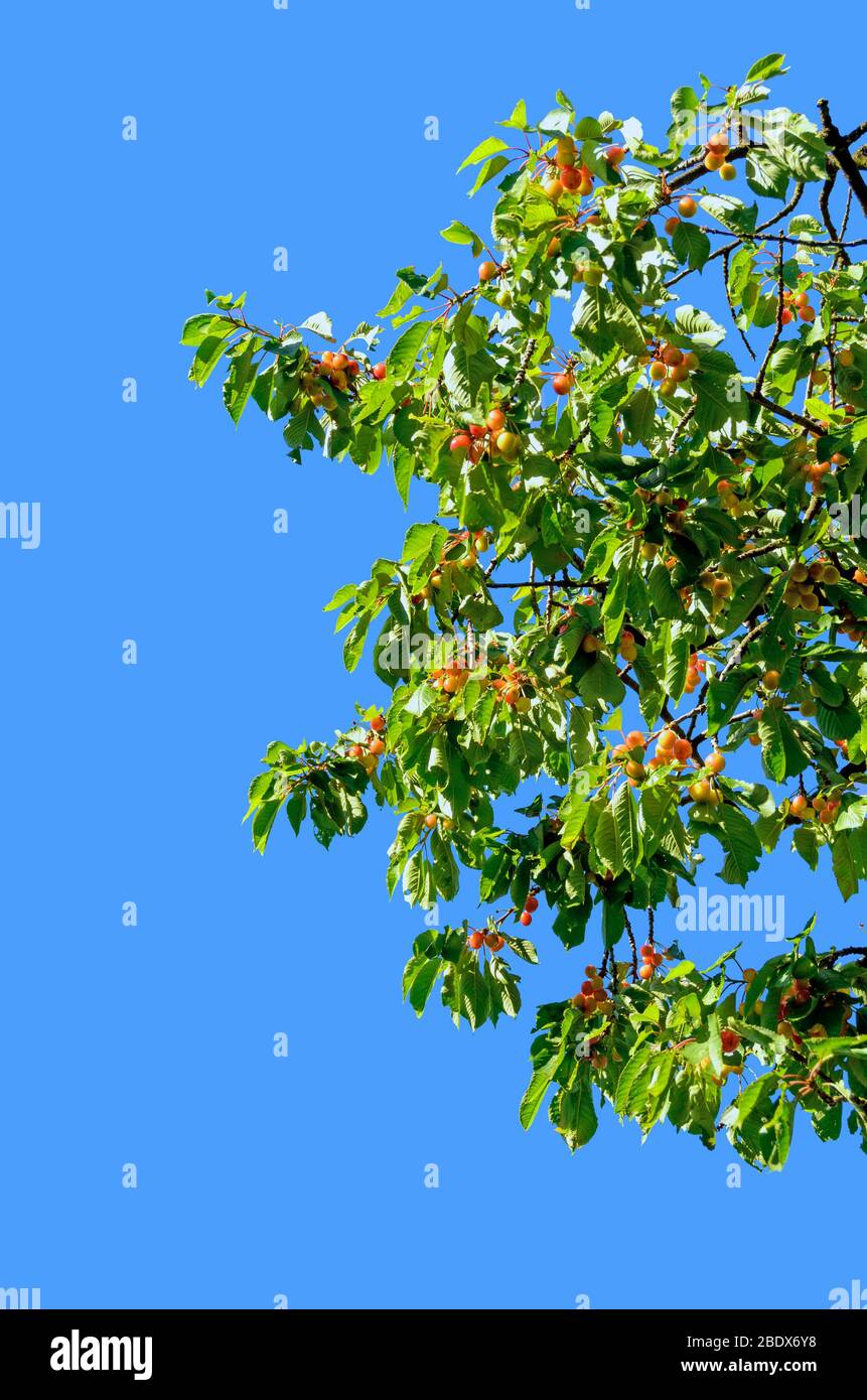 Krone eines Kirschbaums mit reifen gelben und roten Früchten vor blauem Himmel Stockfoto