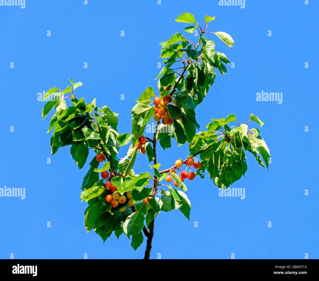 Zweig eines Kirschbaums mit reifen gelben und roten Früchten vor blauem Himmel Stockfoto