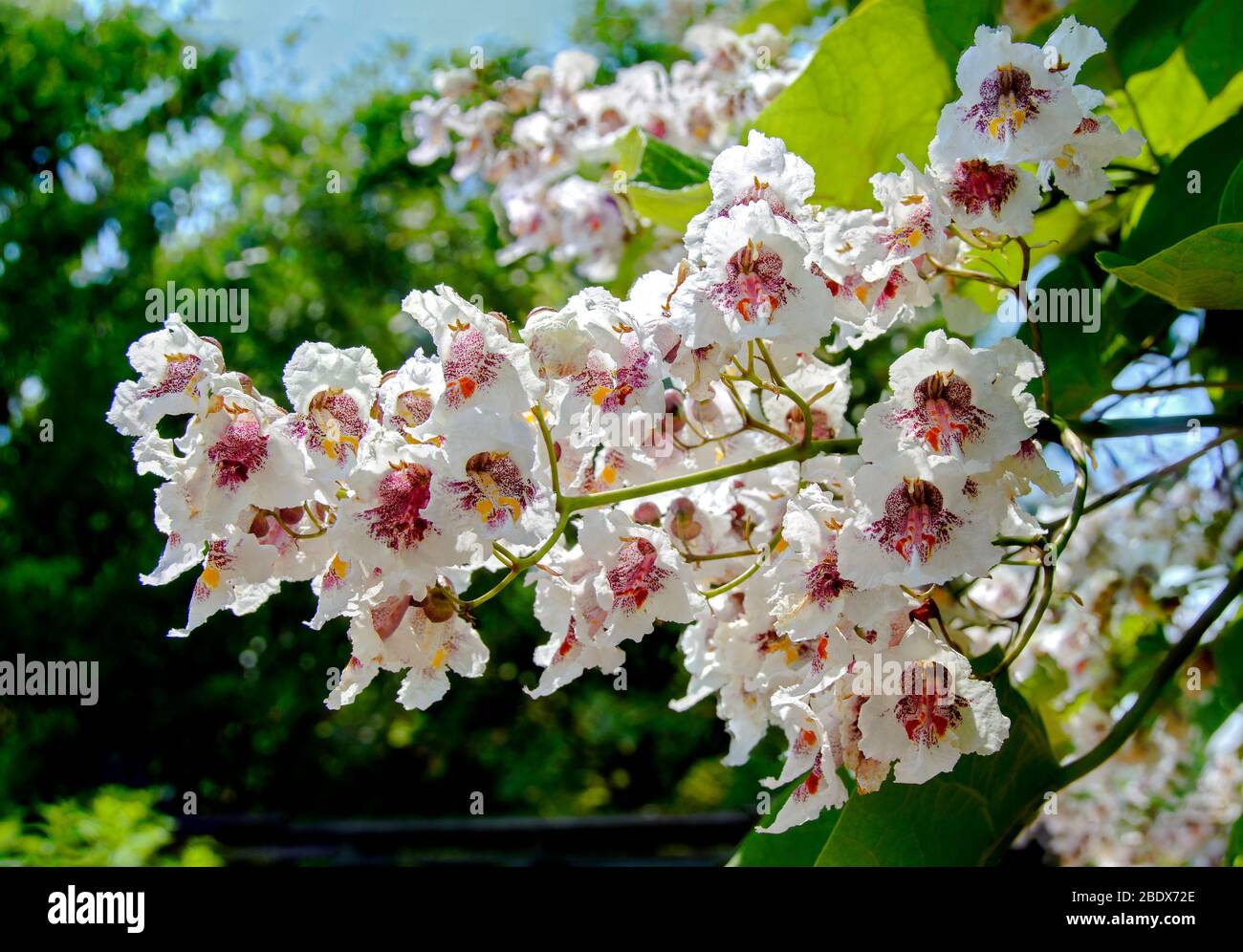 Zweig eines Trompetenbaums mit weißen Blüten im Sonnenschein Stockfoto