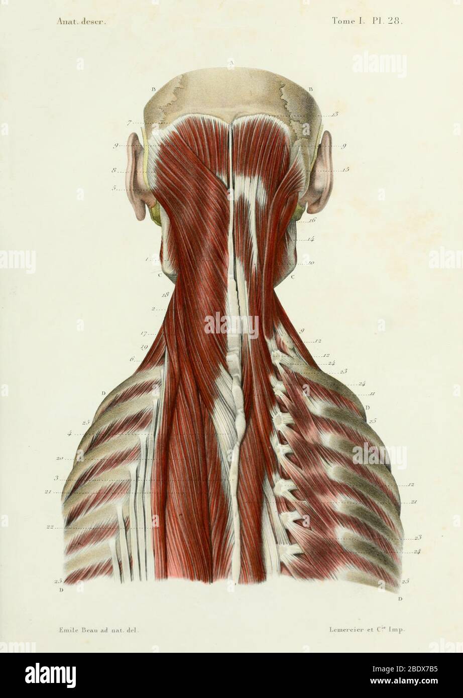 Menschliche Nacken- und Rückenmuskulatur, posterior, 1844 Stockfoto