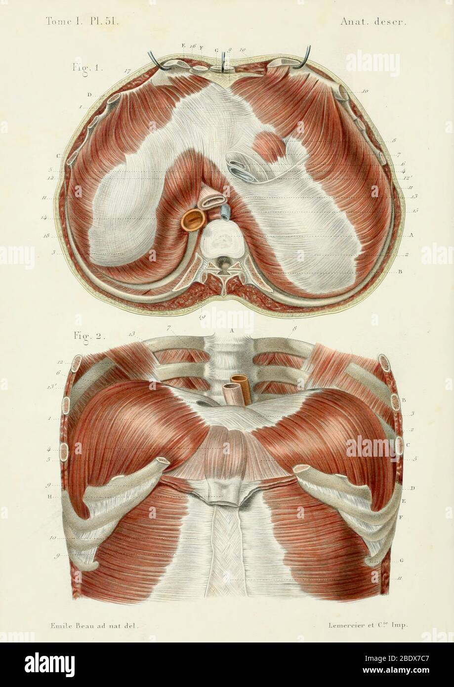 Aponeurose Des Menschlichen Abdomens, Posterior, 1844 Stockfoto