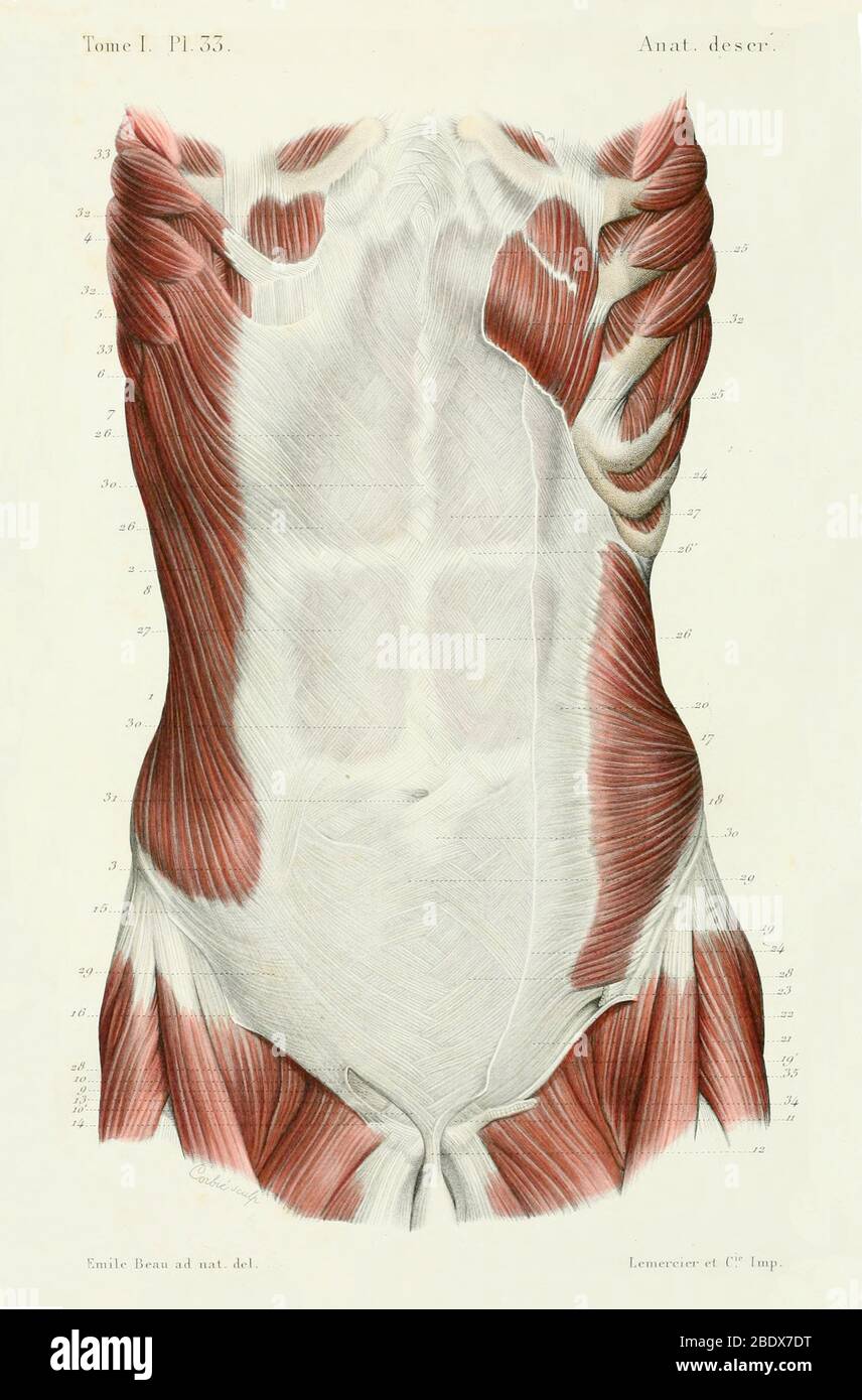 Menschliche Bauchmuskeln, Anterior, 1844 Stockfoto