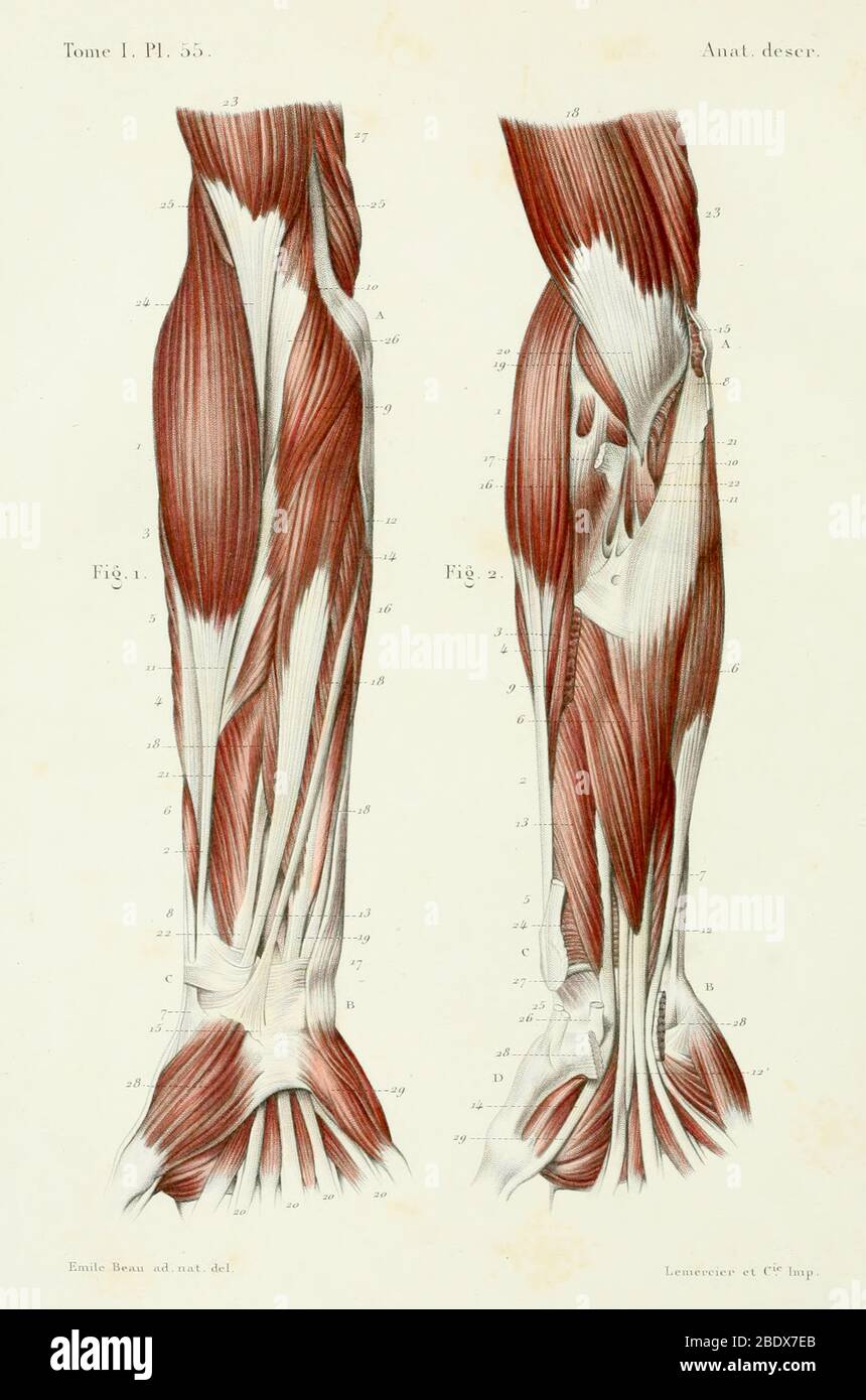 Menschliche Unterarmmuskulatur, Anterior, 1844 Stockfoto