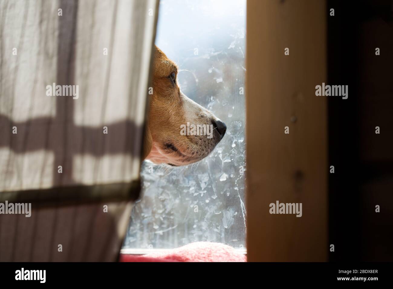 Beagle auf dem Fenster Stockfoto