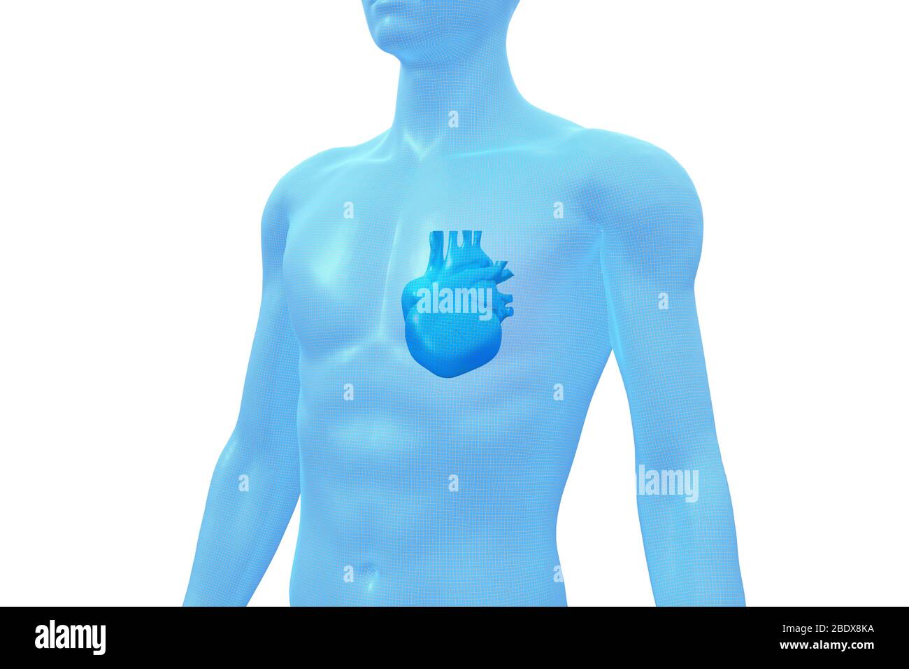 Herz, menschliches Körperorgan, medizinisches 3D-Modell Stockfoto