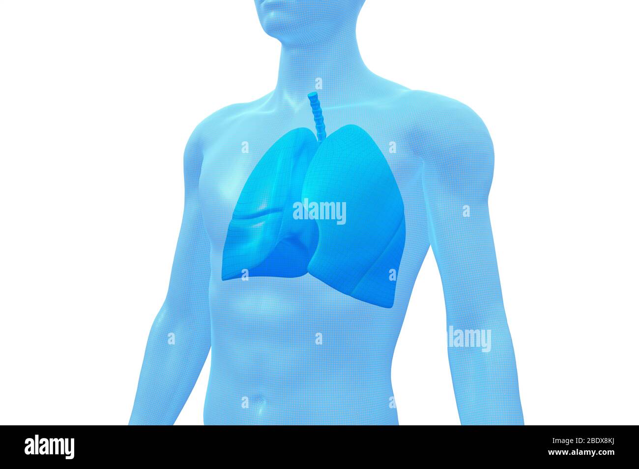 Lunge, menschliches Körperorgan, medizinisches 3D-Modell Stockfoto