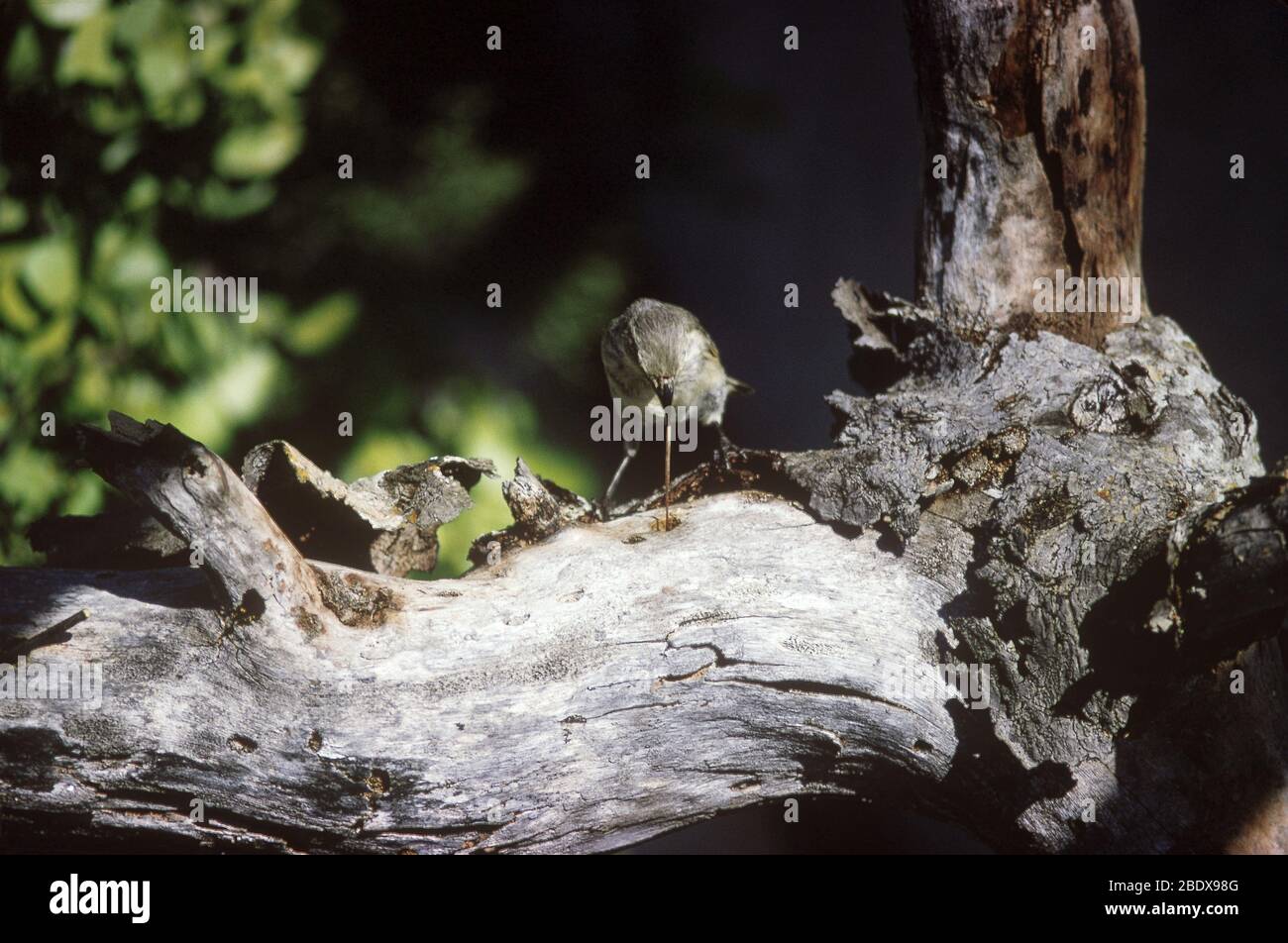 Specht Finch mit einem Zweig Stockfoto